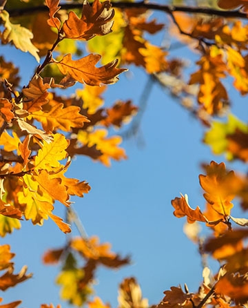 Praznični novembar 08 - 11.11.2024.